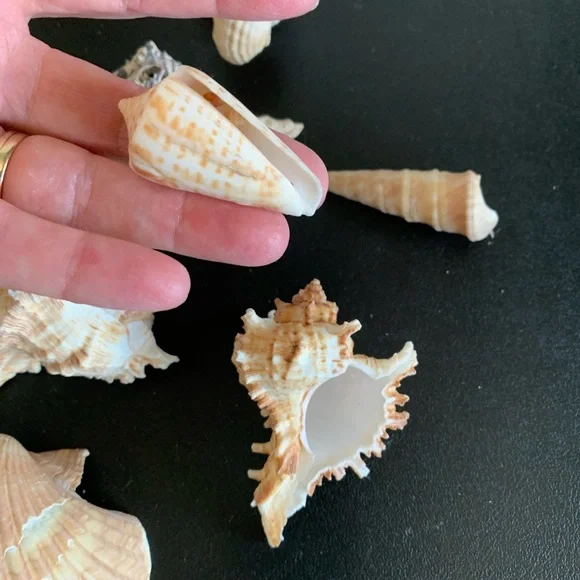 Assorted shells from San Felipe - Picture 7 of 10